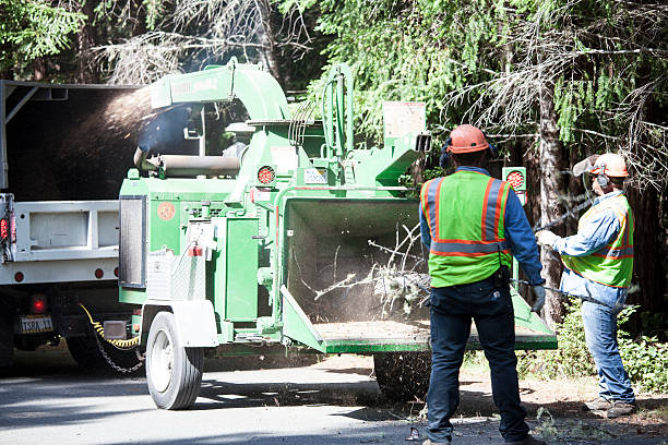 Leaf Removal in Pawtucket, RI