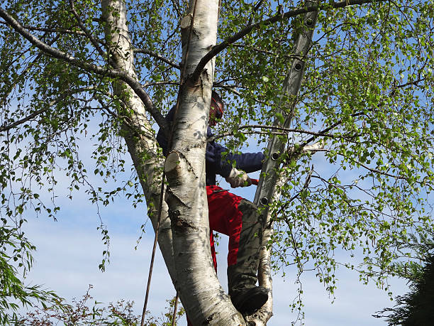 Reliable Pawtucket, RI Tree Removal Services Solutions